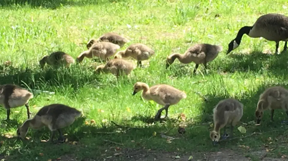 michelle apigian Page 06