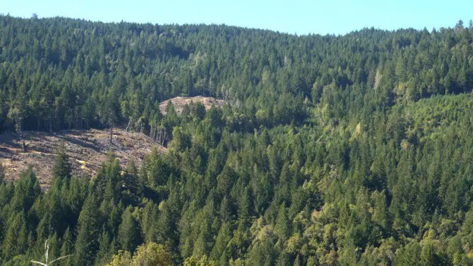 California Timber New Mass Timber Production in California