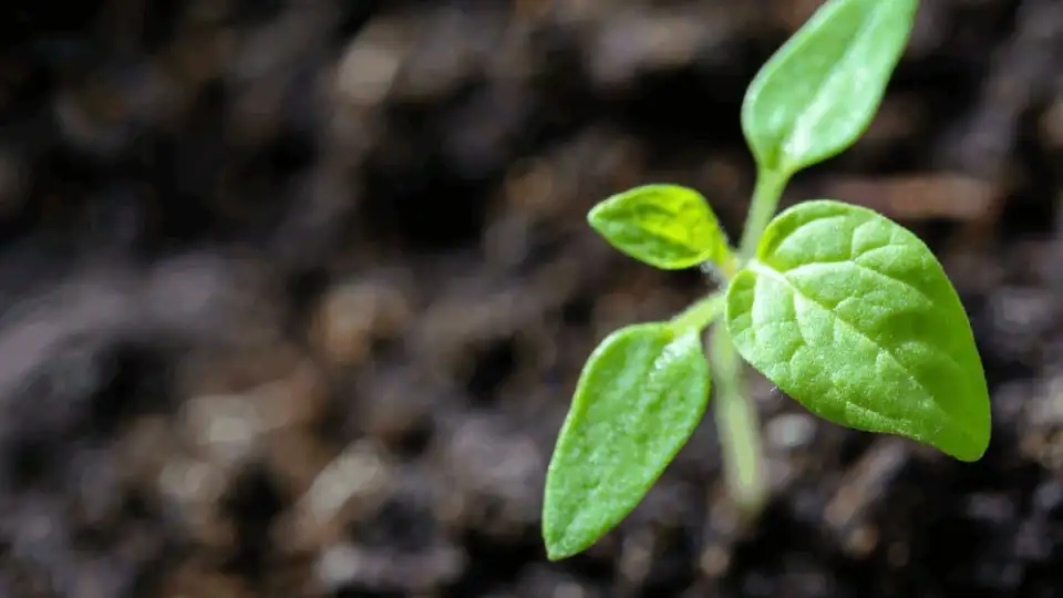 sprout